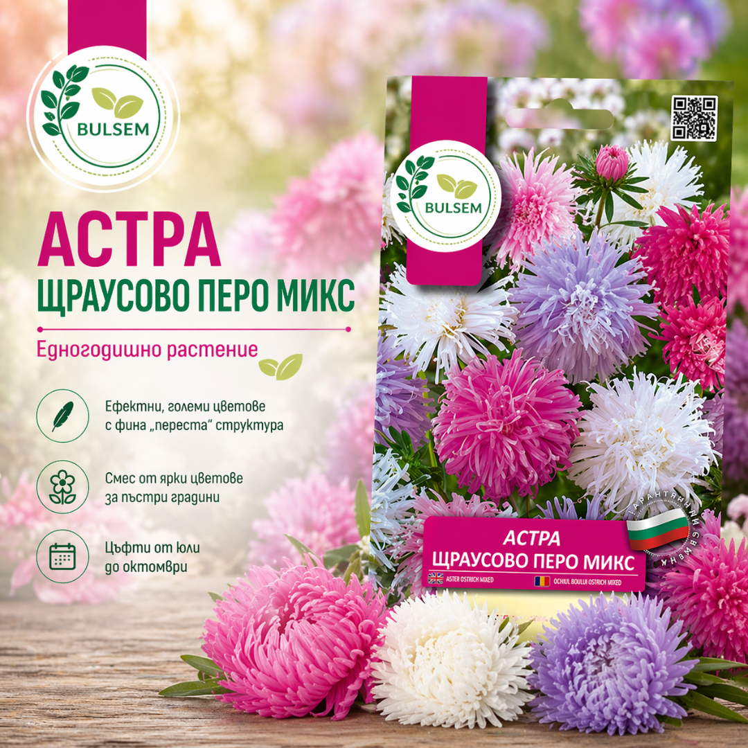 Астра Щраусово перо